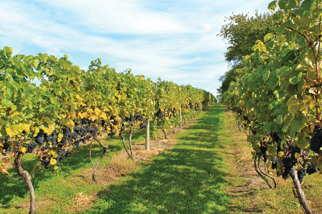 Sakonnet Vineyard walk between the vines