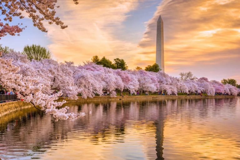 Cherry-Blossoms-DC-Washington-Monument-e1583788047934