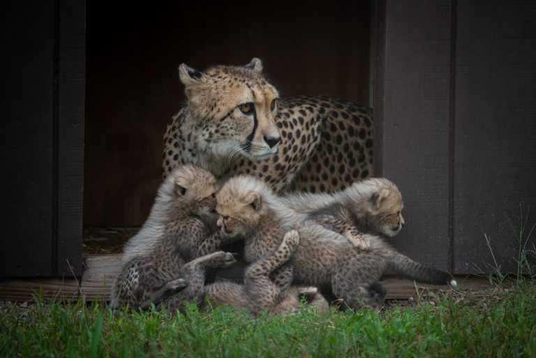 Cheetah Cubs (Litter #2)
