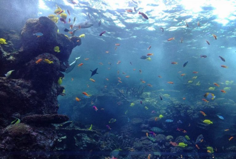 Reef_tank_Georgia_Aquarium