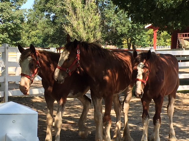 young-clydesdales