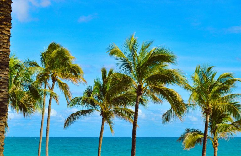 palm-trees-and-ocean